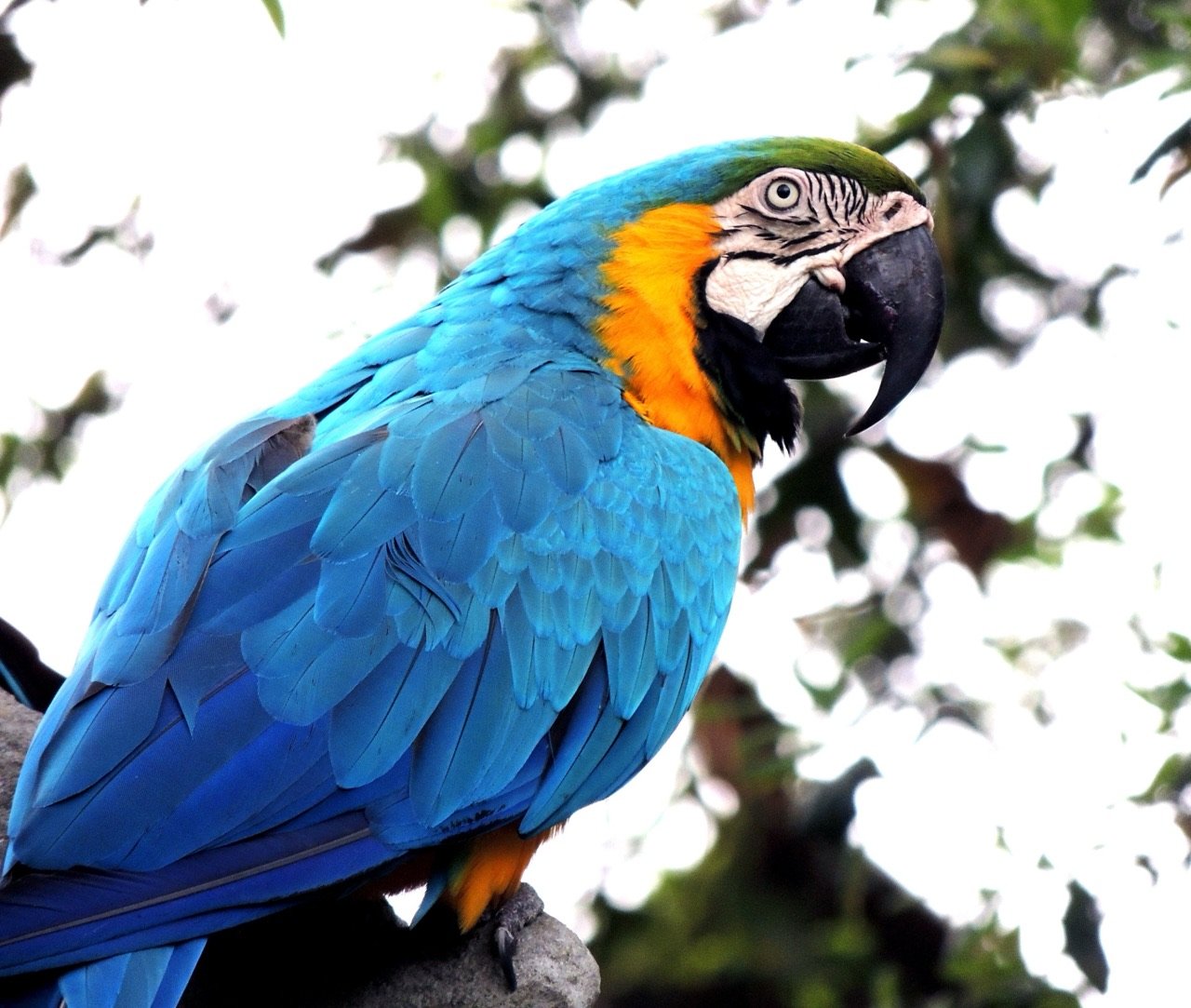 Guacamaya