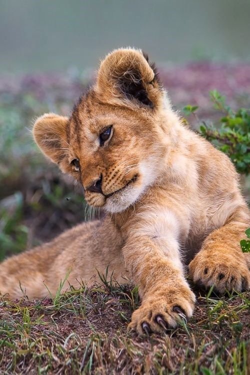 León