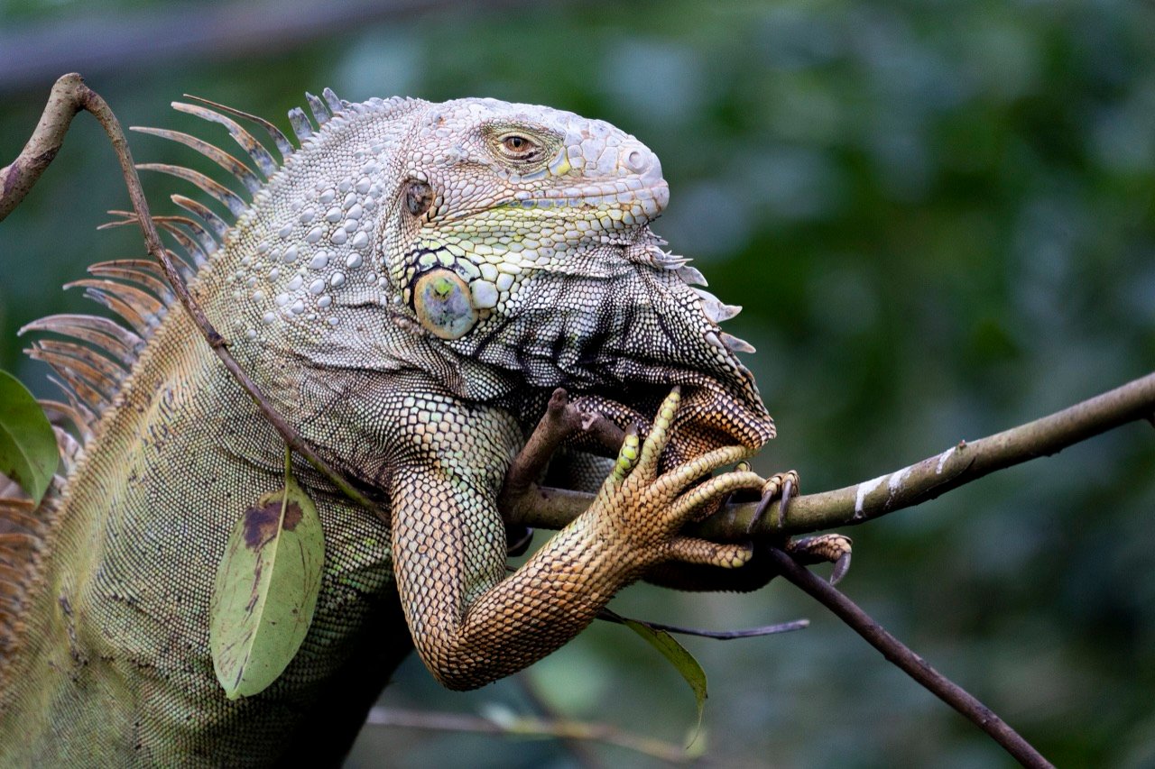 Iguana verde